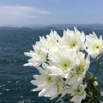 海洋散骨の花の写真